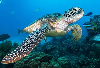 turtle underwater
