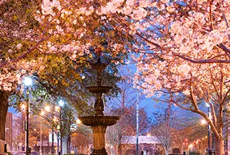 fountain in the middle of trees with pink flowers