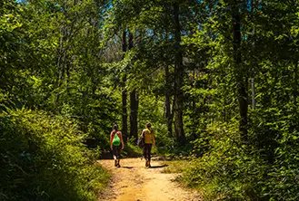 couple walking in the middle of a forest