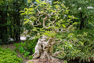 image of a tree in the middle of the forest